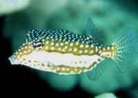  Ostracion whitleyi (Whitley’s Boxfish)